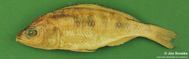 Sciaenochromis sp. 'spilostichus deep-water' Chiwanga